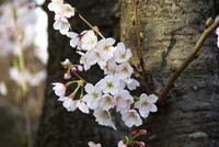 桜3