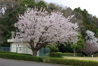 桜の木