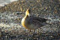 稲毛海浜公園3