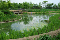 水郷佐原 水生植物園 1