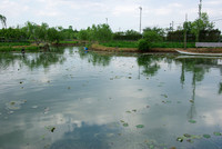 水郷佐原 水生植物園 2