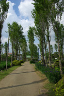 水郷佐原 水生植物園 7