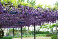 水郷佐原 水生植物園 6