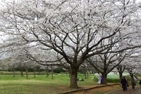 青葉の森公園1