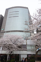 銀座の桜