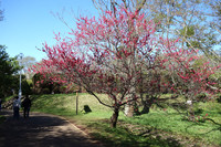 佐倉城址公園1