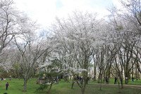 20140405-16.jpg