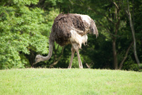 千葉市動物公園3