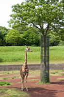 千葉市動物公園9