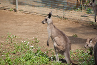 千葉市動物公園5