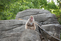 千葉市動物公園10