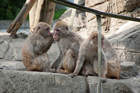 千葉市動物公園11