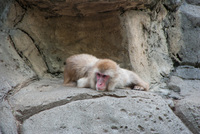 千葉市動物公園12