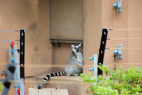 千葉市動物公園14