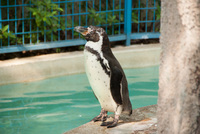 千葉市動物公園8