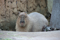 千葉市動物公園17