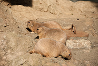 千葉市動物公園18