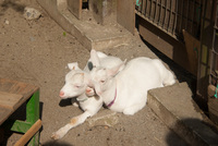 千葉市動物公園19