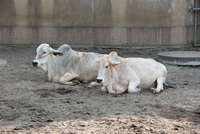 千葉市動物公園20