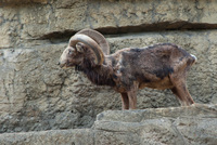 千葉市動物公園23