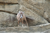 千葉市動物公園24