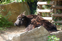 千葉市動物公園25