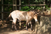 千葉市動物公園26