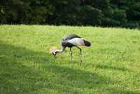 千葉市動物公園27