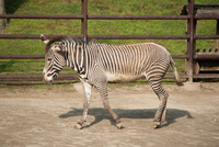 千葉市動物公園28