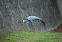 千葉市動物公園29