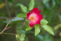 千葉市都市緑化植物園10