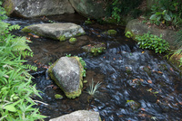 千葉市都市緑化植物園7