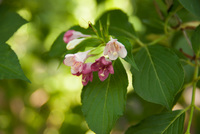 千葉市都市緑化植物園21