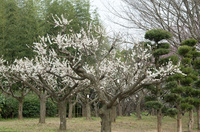 青葉の森公園4