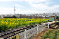 成田ゆめ牧場3