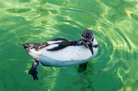 葛西臨海水族園 7