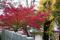 筑波神社 4