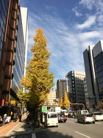 銀座の街路樹