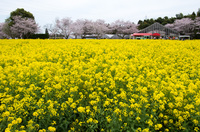 成田ゆめ牧場 9