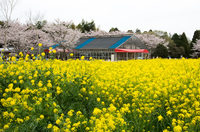 成田ゆめ牧場 10