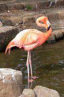 市川市動植物園 2