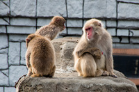 市川市動植物園 5