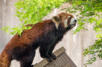 市川市動植物園 11