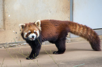 市川市動植物園 12