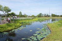 水郷佐原水生植物園 2