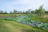 水郷佐原水生植物園 3