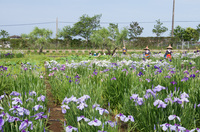 水郷佐原水生植物園 6