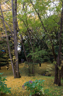 成田山公園 4