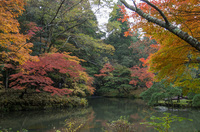 成田山公園 8