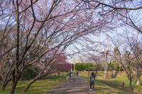 佐倉城址公園 1